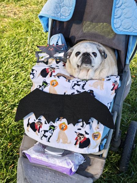 /Images/uploads/PUG NATION RESCUE OF LOS ANGELES/pugnation/entries/32117thumb.jpg